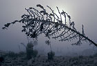 Ice covered blossom stalk of yucca in unusual ice fog