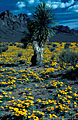 Yucca and large expanse of Mexican Poppies, foothills ot the western Organ Mountains