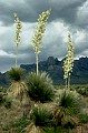Soaptree yucca and in the distance the Rabbit Ear Spires