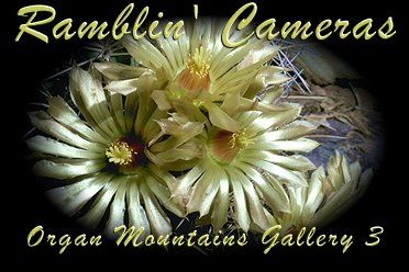 Flowering Cactus - Organ Mountains of New Mexico Gallery III