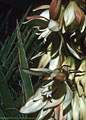 Flowers of Yucca baccata or banana yucca, southern Organ Mountains