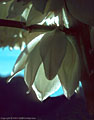 Flower of Yucca eleta or soaptree yucca, western Organ Mountains