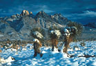 Yuccas and snow, western Organ Mountains