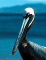 Handsome Brown Pelican, Jarvis Island, Islas Galapagos