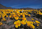 A nice expanse of Mexican Poppies, Eastern Organ Mountains foothills.