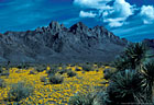 Yuccas and stands of Mexican Poppies west of the Organ Mountains.
