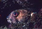 Portrait of old Puffer Fish, San Pedro Nolasco Island, Sea of Cortez.