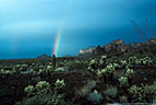 Rainbow and Teddybear Cholla, Kofa Mountains, Arizona