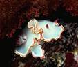 Porcelain Nudibranch, San Pedro Nolasco Island, Sea of Cortez, Mexico 