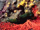 Persian carpet nudibranch Tambja abdere with sponges and sea fan