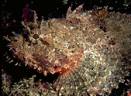 Portrait of scorpionfish, San Pedro Nolasco Island, Sea of Cortez, Mexico