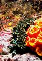 Mexican dancer nudibranch and orange cup coral, San Pedro Nolasco Island, Sea of Cortez, Mexico