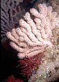 Colorful gorgonian with polyps extended, San Pedro Nolasco Island, Sea of Cortez