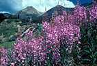 Yankee Boy Basin and a stand of fireweed, in the distance, Twin Falls..