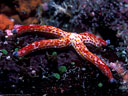 Rare Leach's starfish, Kandavu, Fiji