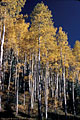 A stand of very tall Aspen Trees in full fall colors, East Dallas Creek Road.