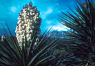 An exceptionally large cluster of blossoms of the Mountain Torrey Yucca.