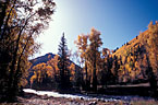 Fall colors of aspen and narrow-leaf cottonwood, along the San Miguel River.