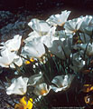 White variants of the Mexican Goldpoppy from a site off the Aguirre Springs Access Road.