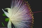 Flower of the Yum Yum Tree, Grand Cayman Island, BWI - June, 2000