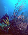 Diver, deep water gorgonians and sponges in West Bay, Grand Cayman Island BWI