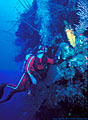 Scuba diver with yellow verongia sponges, North Wall, Grand Cayman Island, BWI
