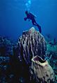 Scuba diver with barrel sponges, Morat Island, Bay Islands, Honduras