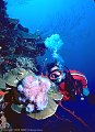 Scuba Diver with cluster of glassy sponges, North Wall, Grand Cayman Island