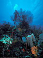 Scuba diver with sponges and gorgonians, Barbareta Island, Bay Islands