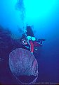 Scuba diver with barrel sponge at wall near Barbareta Island, Bay Islands, Honduras
