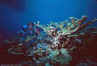 Diver and elkhorn coral, with dive boat overhead, Half Moon Bay, Roatan, Honduras