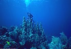 Scuba diver and pillar coral on shallow reef, Roatan, Honduras