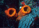 Orange sponges and sea feathers, North wall, Grand Cayman Island, BWI