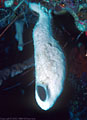 Deep water white sponge beneath underhang, North wall, Grand Cayman Island, BWI