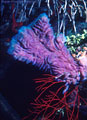 Purple glassy sponge and orange thread gorgonians, Roatan, Bay Islands, Honduras
