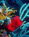 Red sponge, yellow crinoids, gorgonians and sea feathers, North wall, Grand Cayman Island, BWI