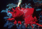 Colorful Caribbean marine sponges from deep reefs and walls