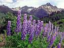A colorful stand of Lupine, off the access road to East Dallas Creek.