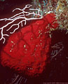 Red sponge,  black brittle stars, and white deep water gorgonian, South coast, Grand Cayman Island, BWI