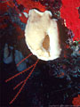 White sponge, red encrusting sponges, and orange thread gorgonian,North Wall,  Grand Cayman Island
